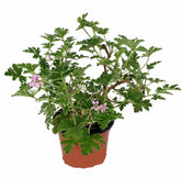 Αρμπαρόριζα - Pelargonium graveolens